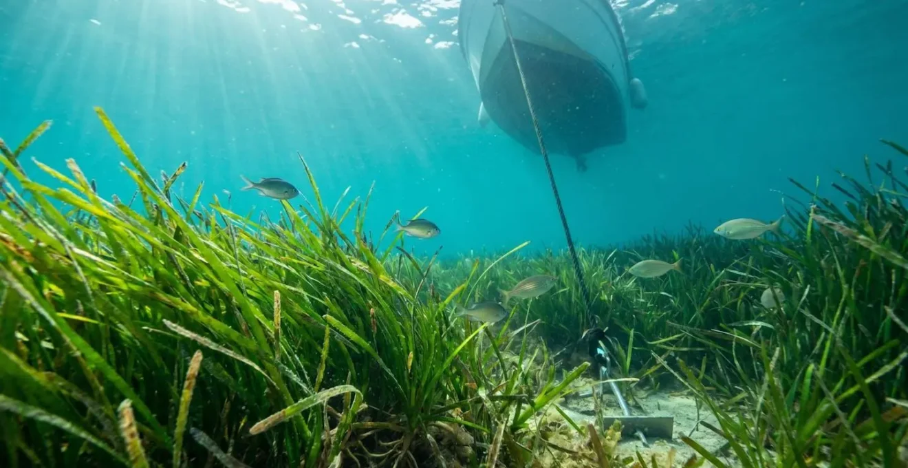 Vue sous-marine d'un herbier de posidonie méditerranéen préservé grâce à un système de mouillage écologique, avec un bateau ancré en surface
